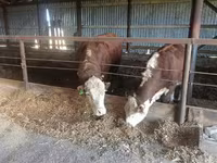 Bulle, Yaroslavl cattle — Foto 8