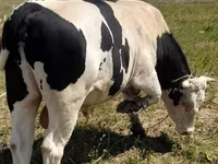 公牛, Holstein breed — 照片 5