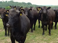 Sigir, Simmental cattle — 5-rasm