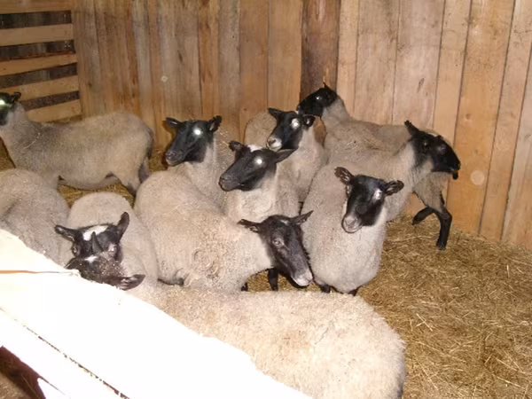 نعجة, Romanov sheep
