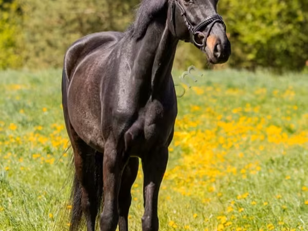 حصان, الخيول