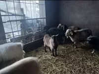 Echki, Alpine goat — 5-rasm