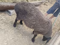 Schaf, Saryarka sheep — Foto 4