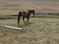 Égua, Cavalos — foto 4