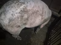 Boar, Ландрас — photo 3