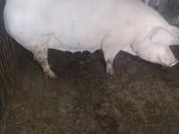 Säue, Schweine — Foto 2