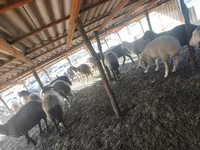 母羊, Sheep — 照片 3