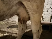 Kuh, Ukrainian Brown Dairy Cattle — Foto 5