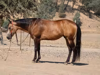 At, Quarter Horse — foto 8
