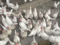 Leghorn — 4-rasm