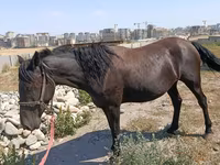 Mare, Skyros Pony — photo 1