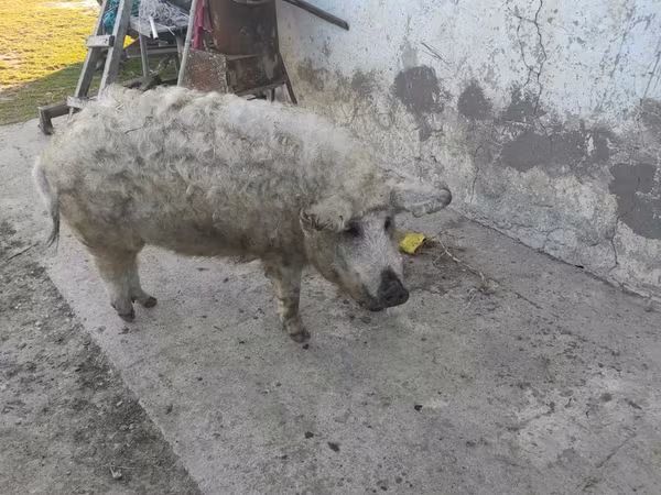 公猪,  — 摩尔多瓦