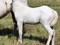 Madyan, Quarter Horse — foto 1