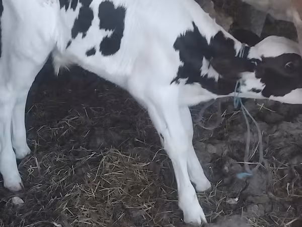 ثور, سلالة هولشتاين
