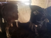 Toro, Ganado vacuno — foto 4