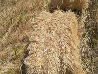 Продам солому в тюках — Foto 1