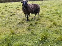 Sheep, Sheep — photo 3