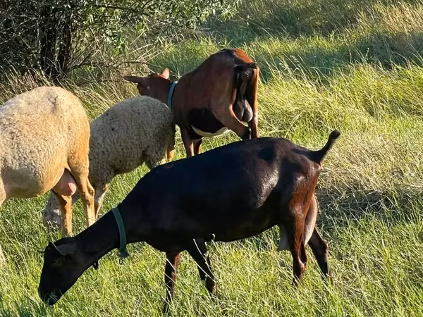 Cabra, Cabras — Moldávia