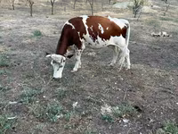 Cow, Cattle — photo 3