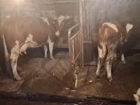 Vacă, Bovine — foto 4