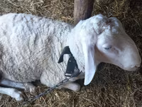 Widder, Awassi sheep — Foto 2