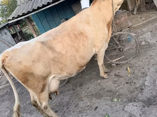 Vacă, Bovine — Republica Moldova