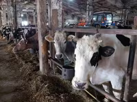 Vacă, Bovine — foto 5