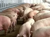Premix pentru scroafe in perioada Gestatie — foto 2