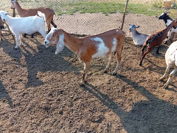 Capră, Nubian Goat — Republica Moldova