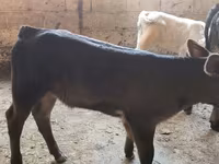 Vacă, Belgian Blue — foto 5