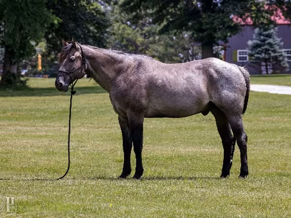 Aygʻir, Quarter Horse