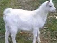 बकरा, Saanen goat — फ़ोटो 1