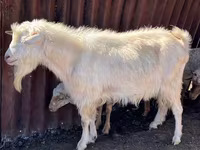 Ziegenbock, Saanen goat — Foto 2