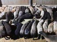 كبش, الأغنام — الصورة 4