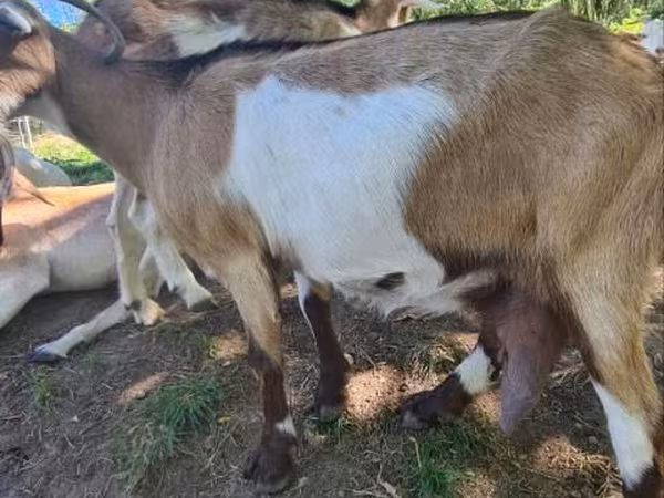 Capră, Capre