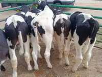公牛, Holstein breed — 照片 2