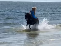 Jument, Quarter Horse — photo 5