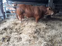 Taureau, Vache limousine — photo 6