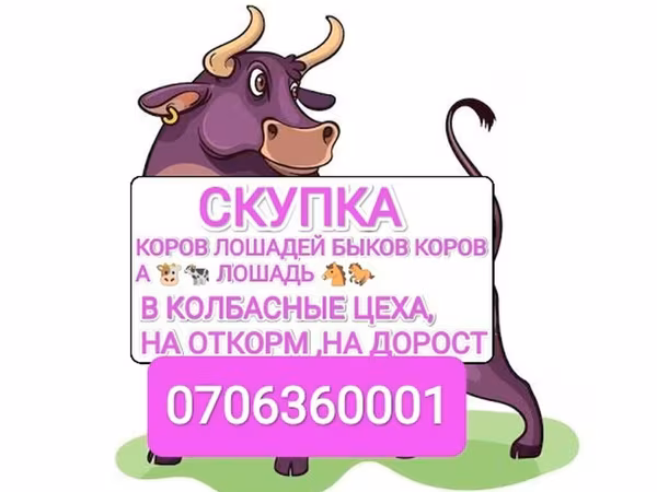 Bou, Bovine