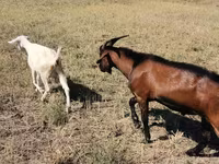 Cabro, Nubian Goat — foto 1