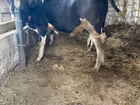 Bou, Rasa Holstein — foto 2
