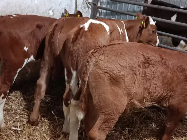 Bou, Bovine