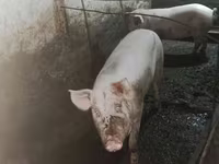 Урук чочко, Чочколор — сүрөт 1