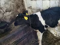 Taureau, Race Holstein — photo 3