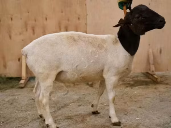 Widder, Dorper sheep