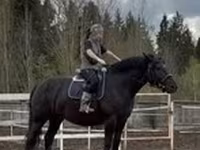 Iapă, Percheron — foto 1