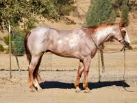 घोड़ा, National Show Horse — फ़ोटो 4