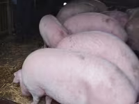 Scroafă, Porci — foto 2