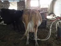 Vacă, Rasa Jersey — foto 4