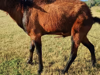عنزة, Saanen goat — الصورة 4